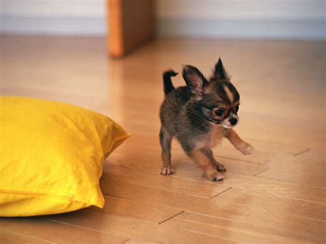 The 50 Tiniest Dog Breeds | Tiny dog breeds, Chihuahua puppies