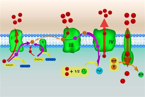 Electron Transport Chain and Energy Production