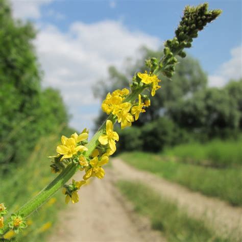 Common Agrimony (Agrimonia Eupatoria) – Wild Wales Seeds