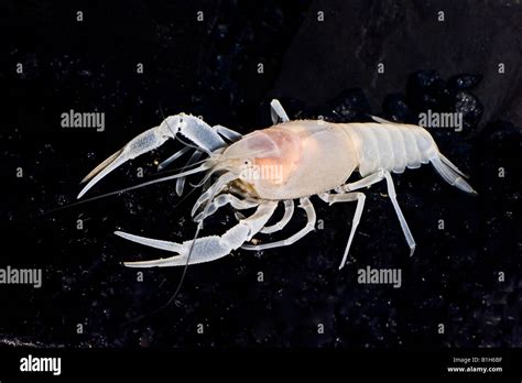 Close-up of a Blind Cave crayfish (Procambarus leitheuseri) underwater Stock Photo - Alamy