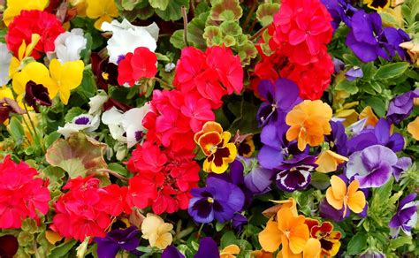 Variety of flowers during day time HD wallpaper | Wallpaper Flare