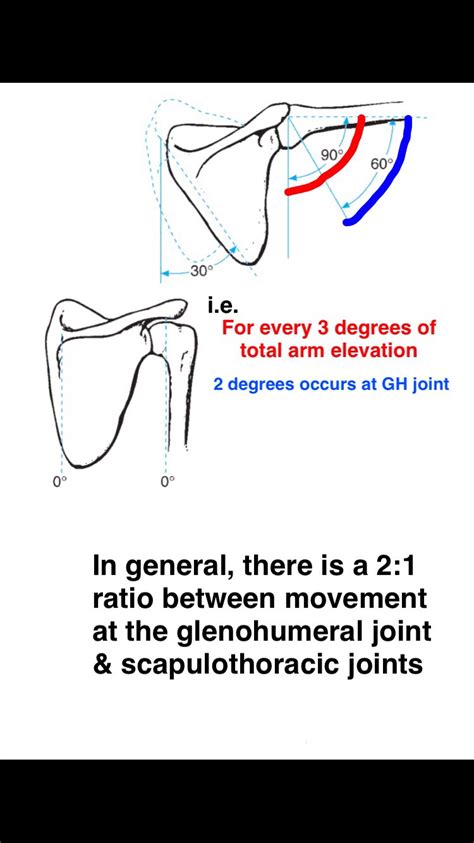 Scapulohumeral Rhythm — James McAfee, PT, DPT