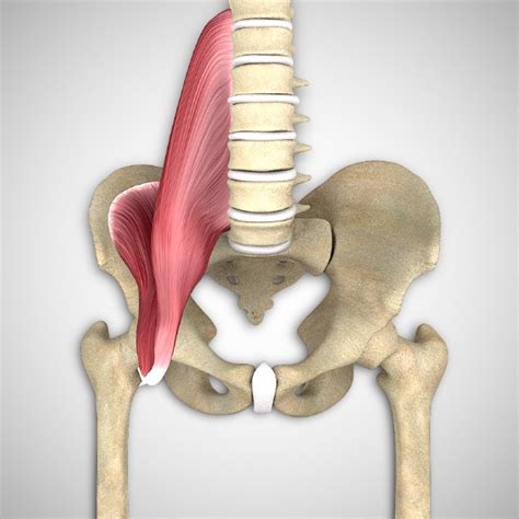 Iliopsoas – Attachments and Actions | 3D Muscle Lab