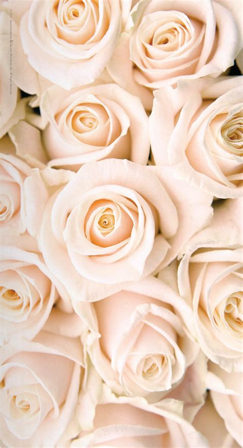 ♥ Mademoiselle Rose ♥ | White roses wallpaper, Rose gold wallpaper, Rose wallpaper