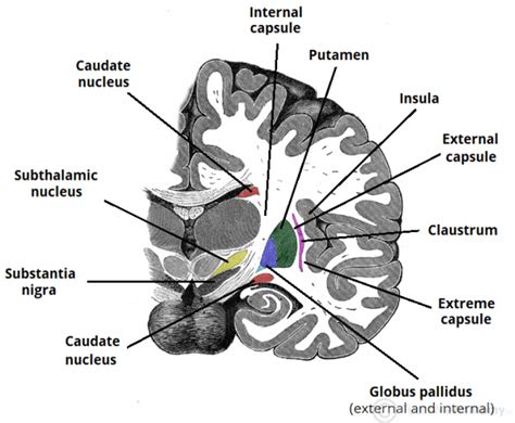 M2 Neuroanatomy: MD02.1.2 The basal ganglia