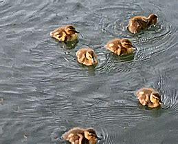 Duck Ducklings GIF - Find & Share on GIPHY