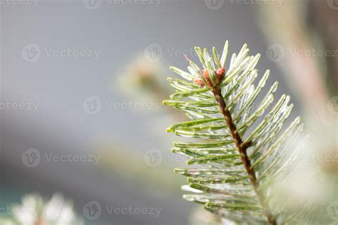 pine tree for christmas 12215829 Stock Photo at Vecteezy