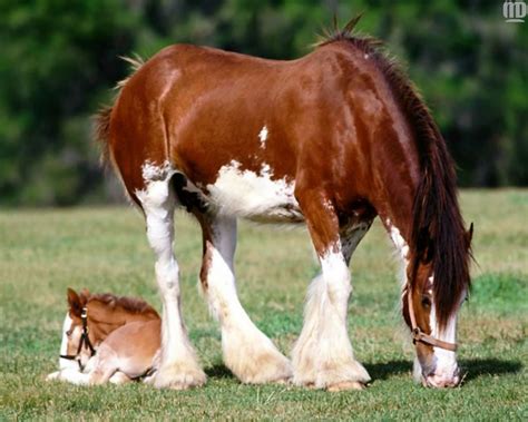 🔥 [50+] Clydesdale Horses Wallpapers | WallpaperSafari