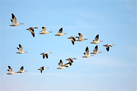 Les oiseaux migrateurs se relaient en tête pour moins se fatiguer | Sciences