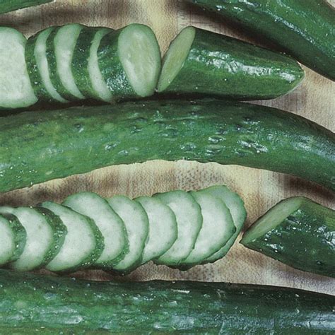 Burpless Cucumber 'Burpless #26' (Cucumis sativus) | My Garden Life