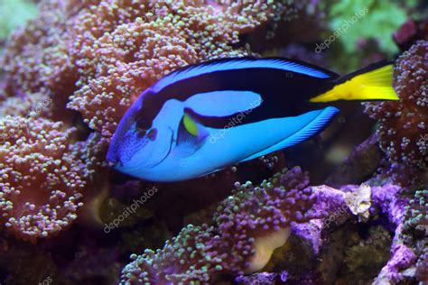 Blue Tang fish Stock Photo by ©snehitdesign 8061810