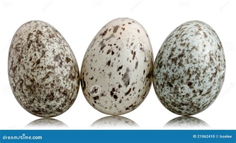 Three House Sparrow Eggs, Passer Domesticus Stock Photo - Image of ...