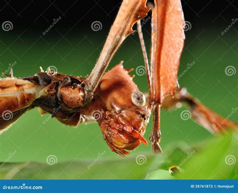 Extatosoma tiaratum stock image. Image of hide, closeup - 28761873