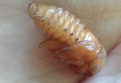 Scarab Beetle Pupa from Serbia - What's That Bug?