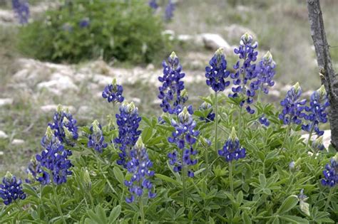 Texas Wildflowers