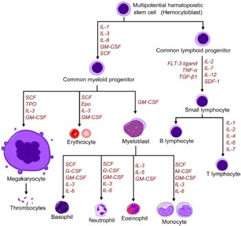 Haematopoiesis - Wikipedia