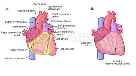 Sulcus Terminalis Right Atrium