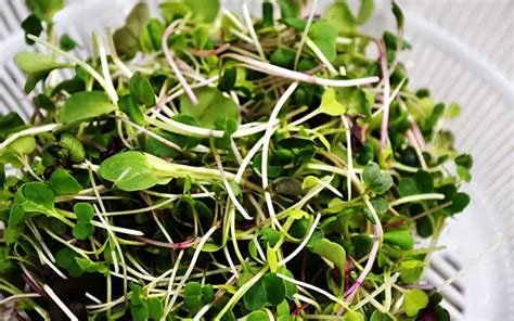 How To Grow Pea Shoot Microgreens - RightFit Gardens