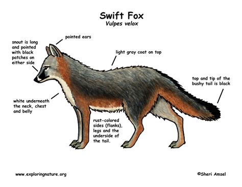 Fox (Swift)