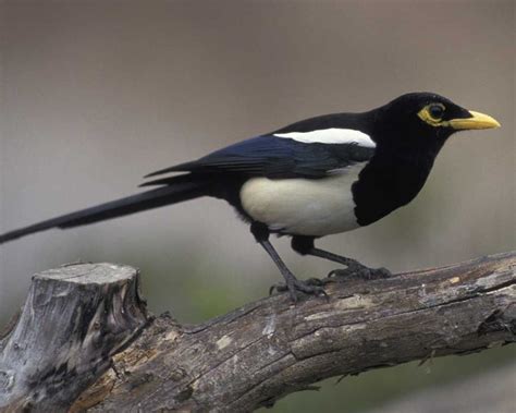 Yellow-billed Magpie | Magpie, Bird species, Bird