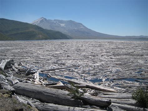 Spirit Lake, near Mt. St. Helens; the log carpet floating on the surface is the remains of ...