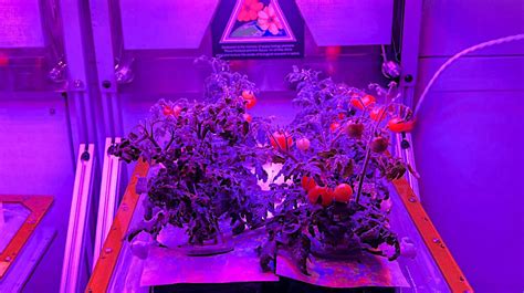 Space Agriculture Archives - Astrobiology