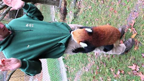 When Red Pandas Attack - YouTube