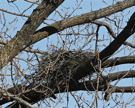 Red Tail Hawk nest-Mar13 | Dan Getman Bird Photos | Flickr