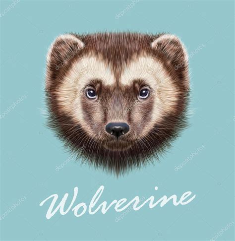 Wolverine Animal. Vector Illustrated Portrait — Stock Vector © ant_art #98420510