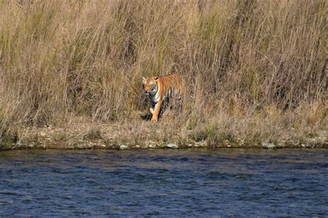 Jim Corbett National Park What is the Best Time to Visit?