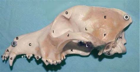 Diagram of Canine Skull - Lateral View | Quizlet