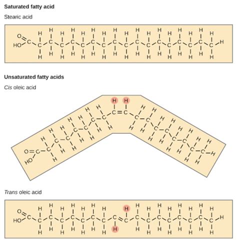 Fatty Acid Chemical Structure at Marcy Caraway blog