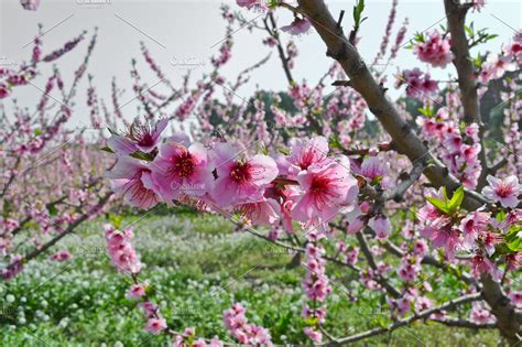 Apricot tree flowers stock photo containing apricot and tree | High-Quality Nature Stock Photos ...