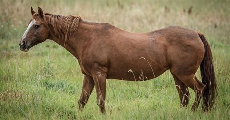 All About The Chestnut Horse