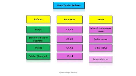 Deep Tendon Reflexes Nerve Roots