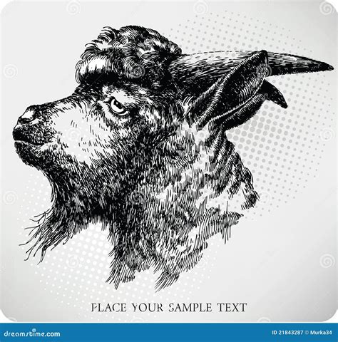 Black Horned Goat, Hand-drawing Stock Vector - Illustration of meat, livestock: 21843287