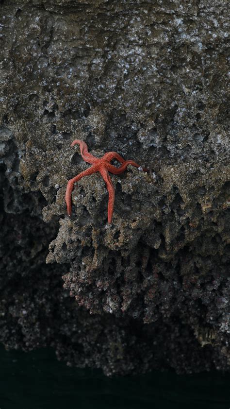 Starfish Underwater Photos, Download The BEST Free Starfish Underwater ...