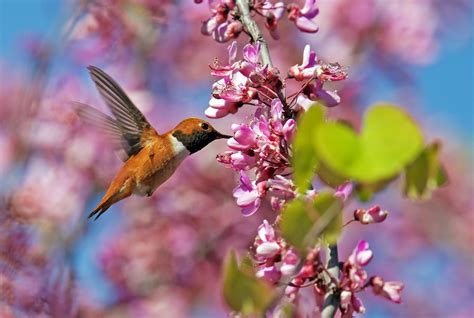 Rufous Hummingbird feeding nectar on flower! | Bird species, Hummingbird nectar, Little birds