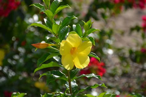 Allamanda Flower Fauna, Stuffed Peppers, Vegetables, Flowers, Plants ...