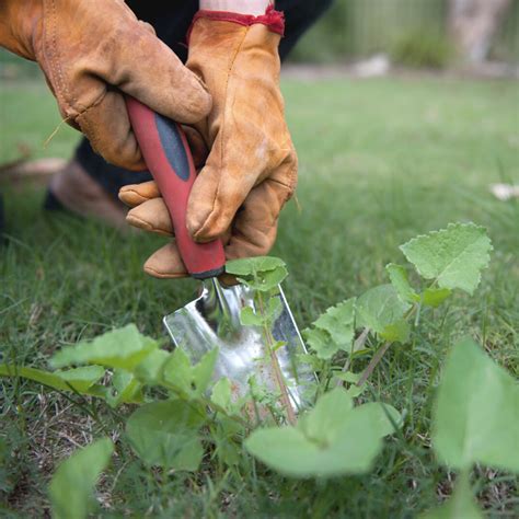 Weed Control - Revival Lawn Care