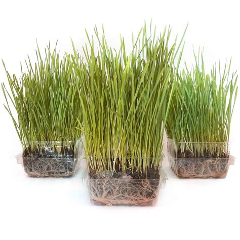 Cat Grass Growing Kit - 3 Pack Organic Seed and Soil