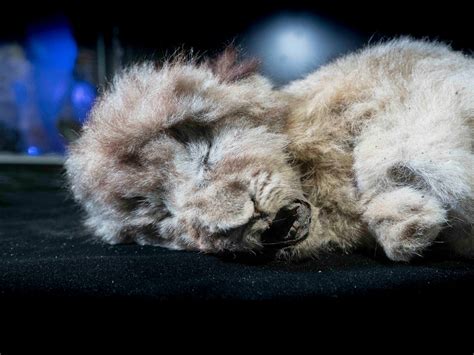 Two more frozen cave lion cubs found in Siberia – The History Blog