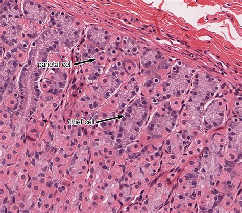 Pharynx, Esophagus, and Stomach | histology