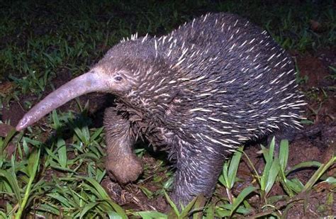 A critically endangered long-beaked echidna. These odd mammals have a ...