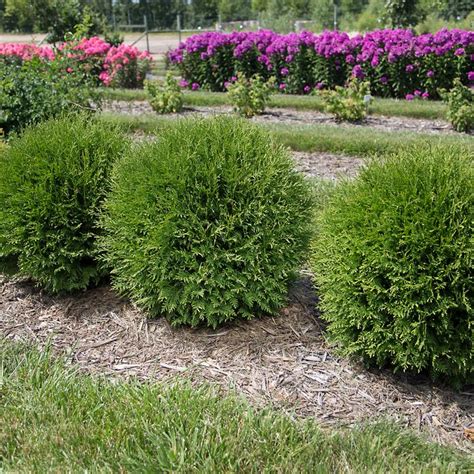 Tater Tot Arborvitae Care USA Shop | www.vitavoedingsadvies.nl