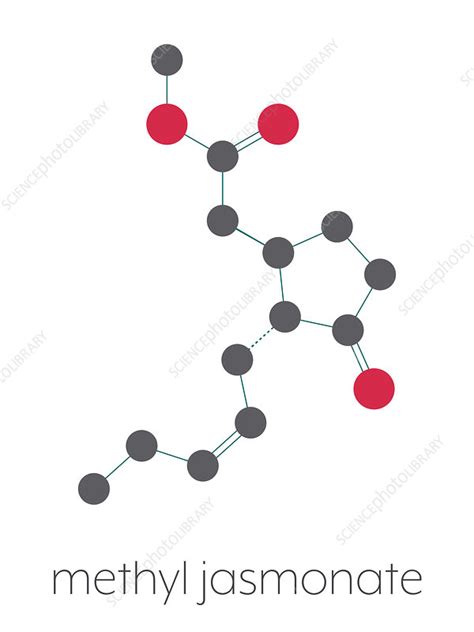 Methyl jasmonate plant stress signal molecule, illustration - Stock Image - F029/9629 - Science ...