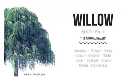 Willow tree symbolism and meaning explained – Artofit