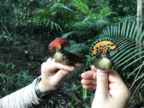 Highlighting Biodiversity: Spectacular Birds and the Amazon River – The Academy of Natural Sciences