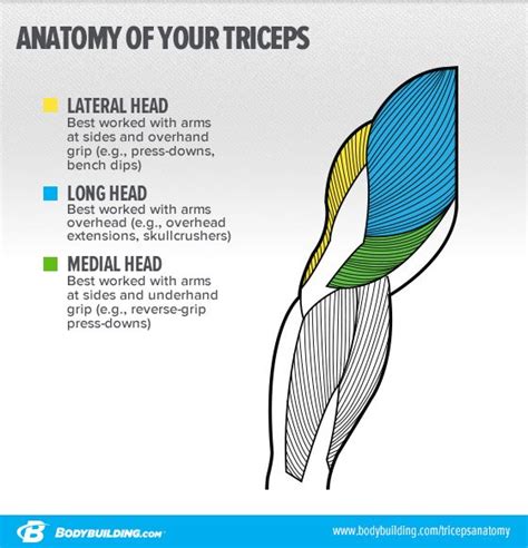 Sport Nutrition | 6 STRATEGIES TO TARGET YOUR TRICEPS LATERAL HEAD AND ...