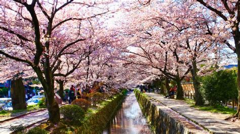 The Philosopher's Walk in Kyoto | JRailPass